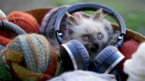 Do Animals Like Music? An Insightful Exploration into the Animal World